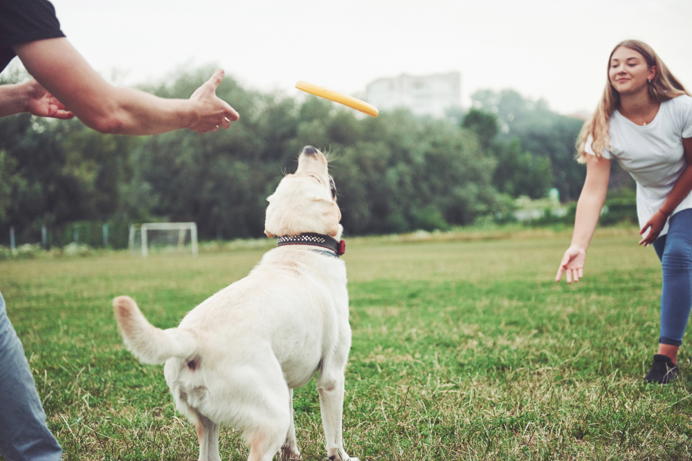 What Makes a Good Dog Park Park N Play Design